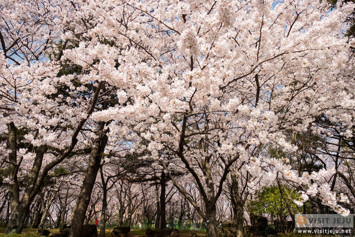 벚꽃