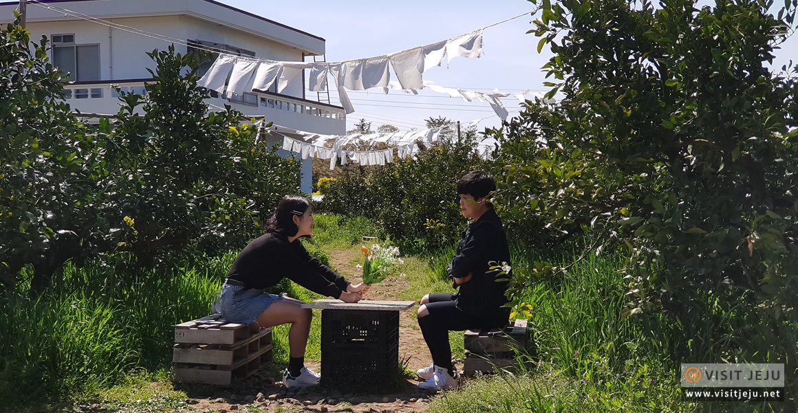 아날로그감귤밭