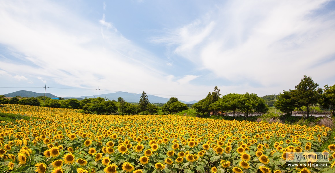김경숙 해바라기 농장