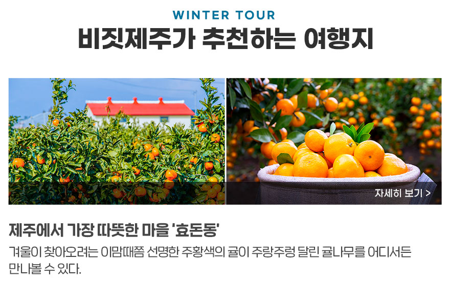 WINTER TOUR 비짓제주가 추천하는 여행지, 제주에서 가장 따듯한 마을 ‘효돈동’, 겨울이 찾아오려는 이맘때쯤 선명한 주황색의 귤이 주렁주렁 달린 귤나무를 어디서든 만나볼 수 있다.