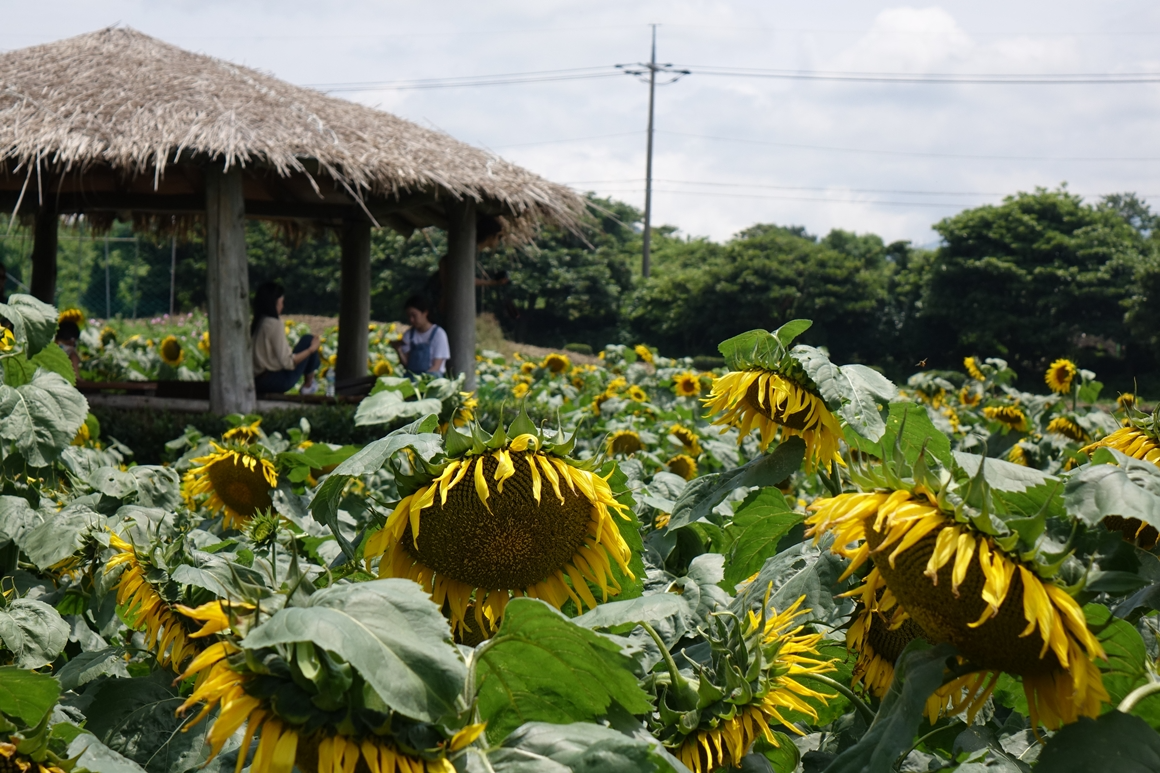 K-드라마 촬영지 <웰컴투 삼달리> 이미지 20