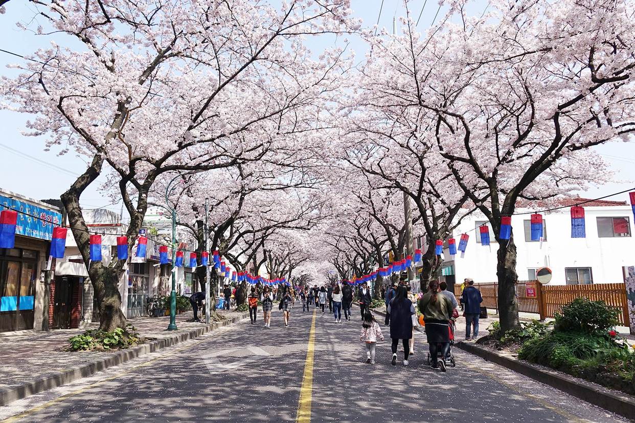 Jeju Cherry Blossom