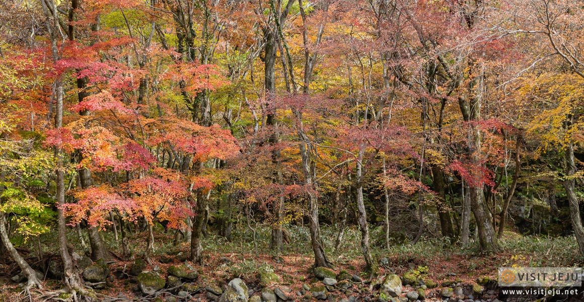 Autumn Magic Along Military Ridge Trail >> Beautiful Autumn Tourist Spots Pampas Grass Autumn Leaves And A Autumn Magic Along Military Ridge Trail >> Beautiful Autumn Tourist Spots Pampas Grass Autumn Leaves And A