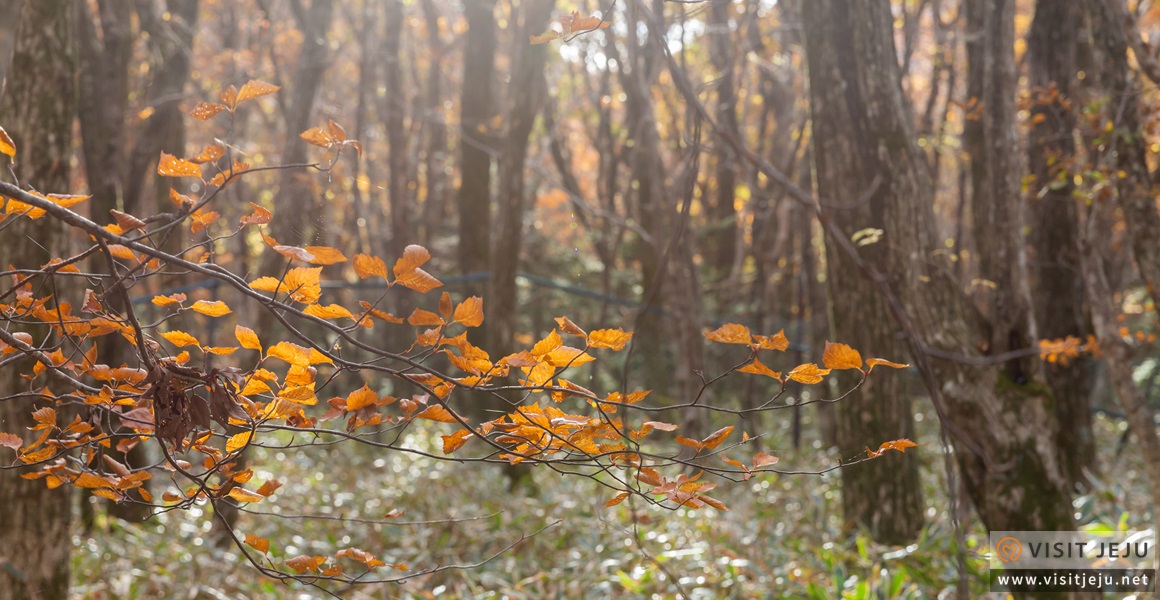 Autumn Magic Along Military Ridge Trail >> Beautiful Autumn Tourist Spots Pampas Grass Autumn Leaves And A Autumn Magic Along Military Ridge Trail >> Beautiful Autumn Tourist Spots Pampas Grass Autumn Leaves And A