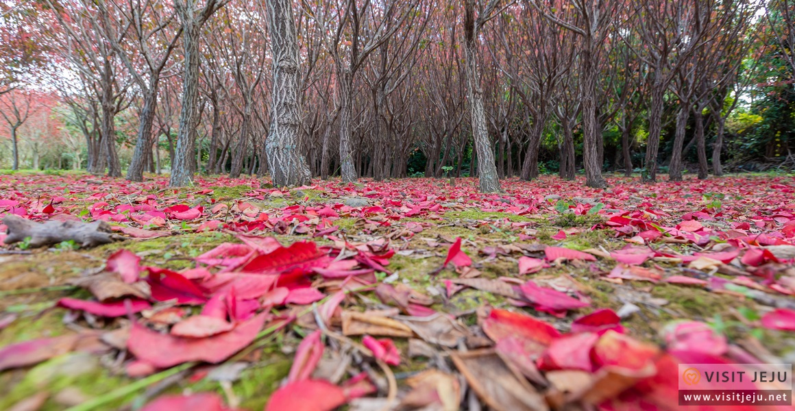 Autumn Magic Along Military Ridge Trail >> Beautiful Autumn Tourist Spots Pampas Grass Autumn Leaves And A Autumn Magic Along Military Ridge Trail >> Beautiful Autumn Tourist Spots Pampas Grass Autumn Leaves And A