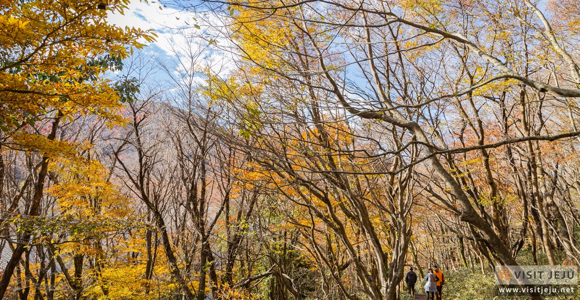 Autumn Magic Along Military Ridge Trail >> Beautiful Autumn Tourist Spots Pampas Grass Autumn Leaves And A Autumn Magic Along Military Ridge Trail >> Beautiful Autumn Tourist Spots Pampas Grass Autumn Leaves And A