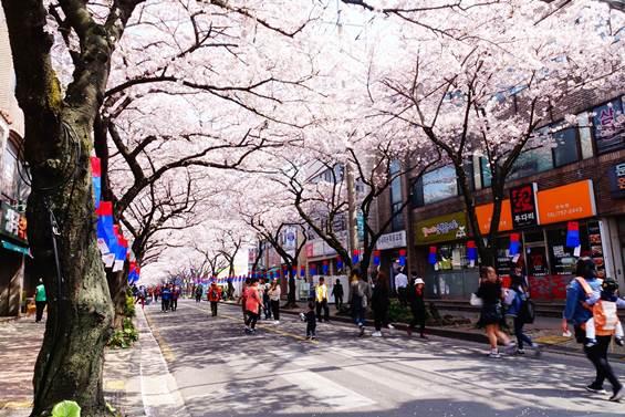 Cherry Blossom Korea 2020